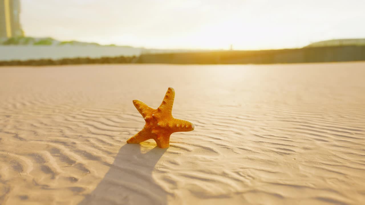 沙滩上的海星视频素材