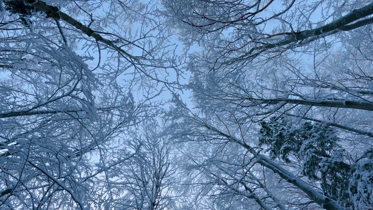 仰望神奇的冰冻森林，在寒冷的冬季自然背景下，雪树冠视频素材