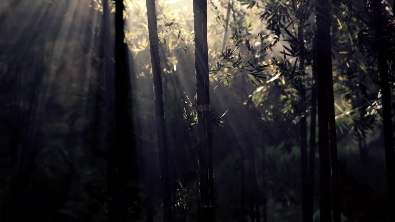 热带雨林中的竹林景观视频素材