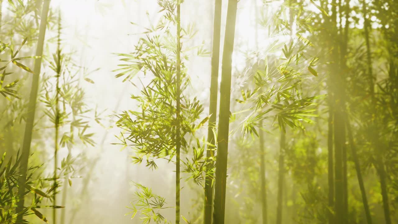 竹林展示着它的绿色视频素材