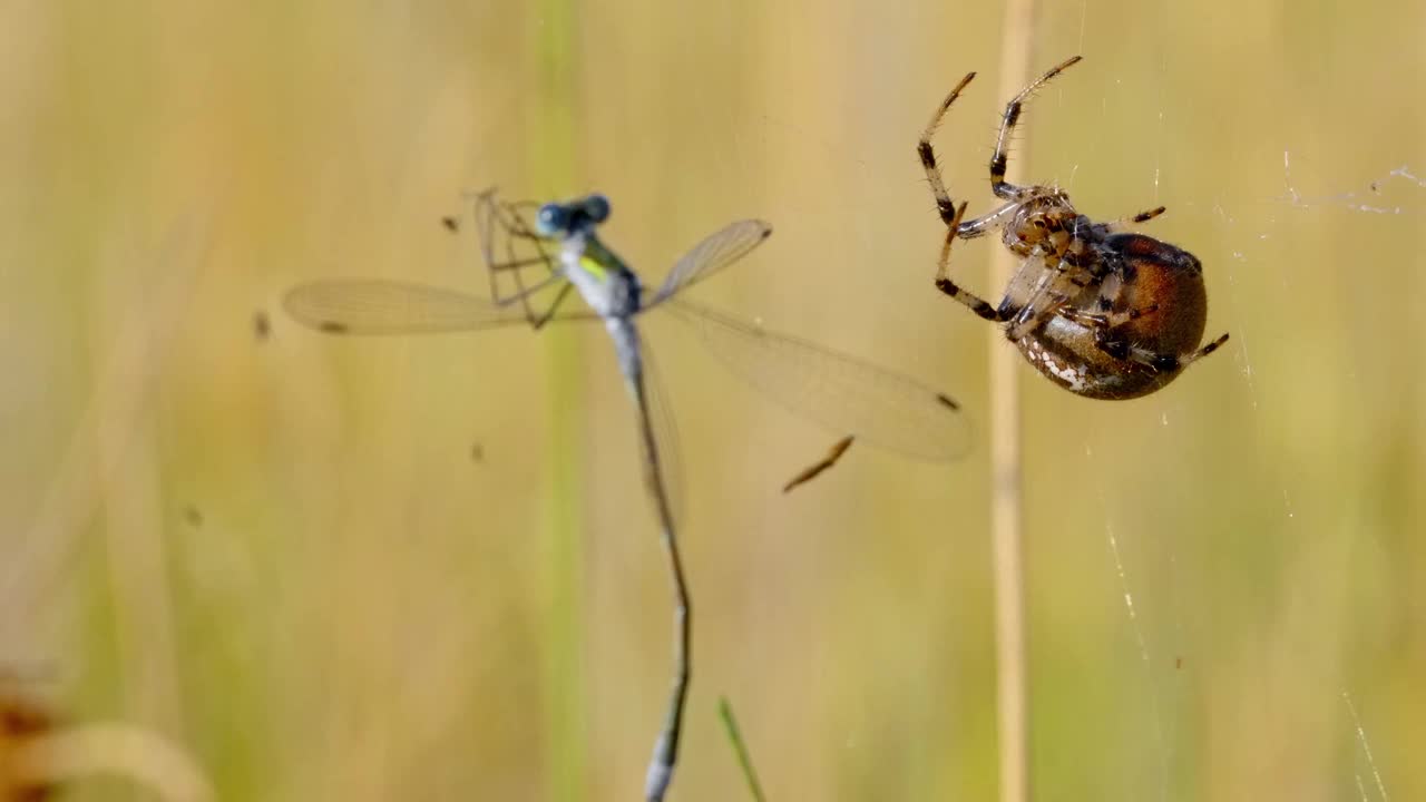 四只斑点圆织蜘蛛(Araneus Quadratus)狩猎莱斯特斯sponsa的特写视频素材