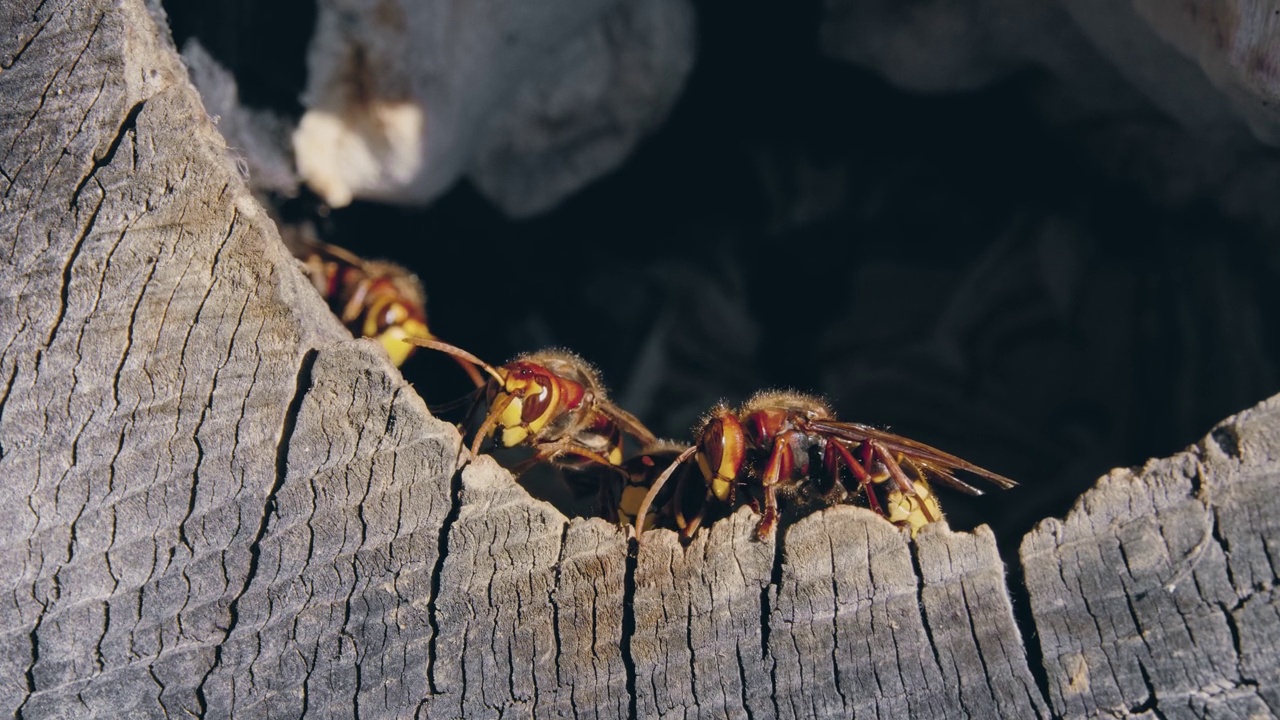 微距拍摄的欧洲大黄蜂(Vespa Crabro)昆虫在一个木巢在森林视频素材