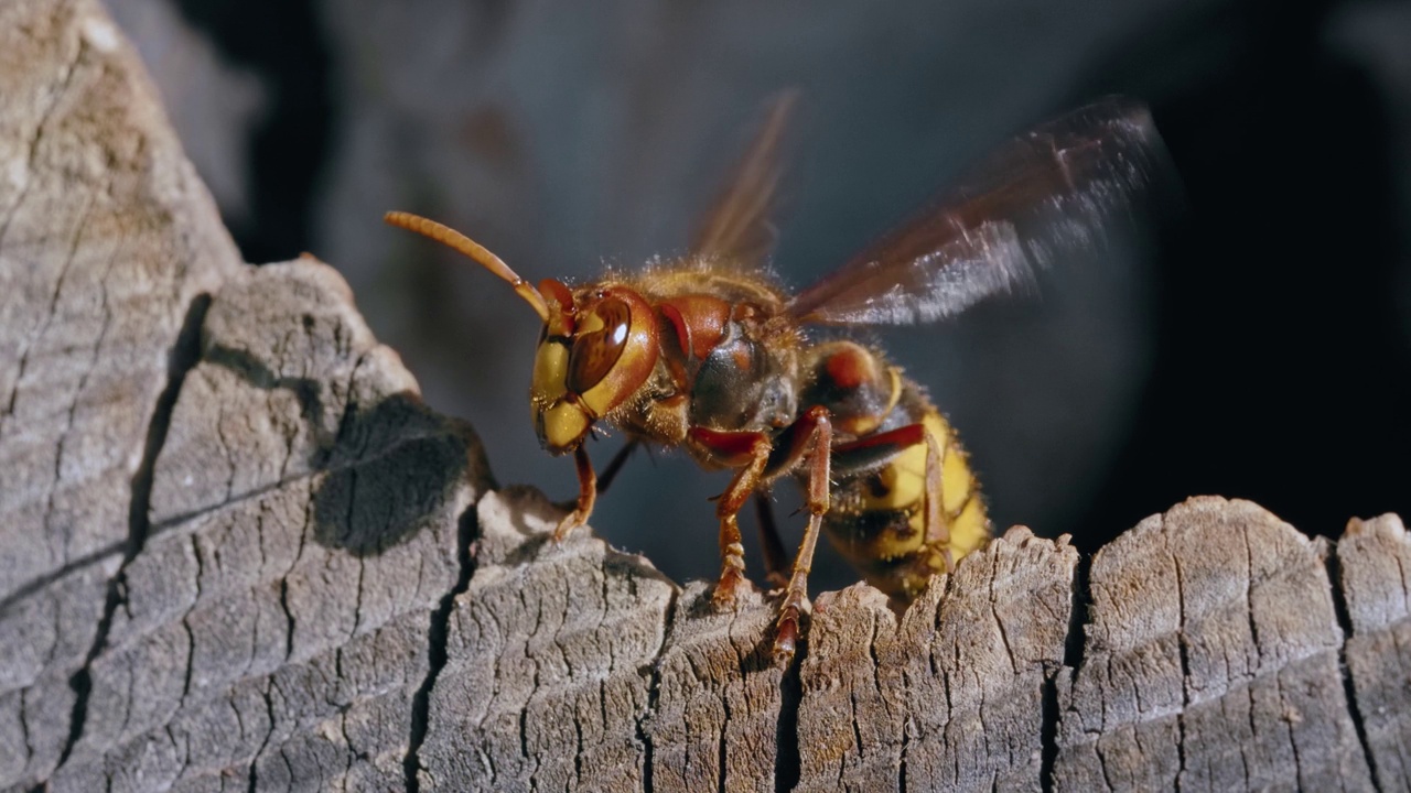 微距拍摄的欧洲大黄蜂(Vespa Crabro)移动的木巢与模糊的背景视频素材