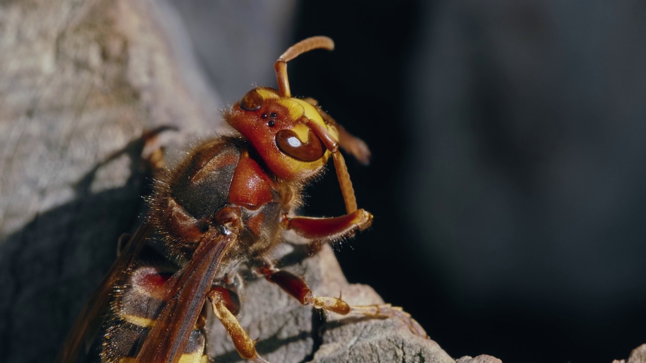 微距肖像的欧洲大黄蜂(Vespa Crabro)走在一个木巢视频素材