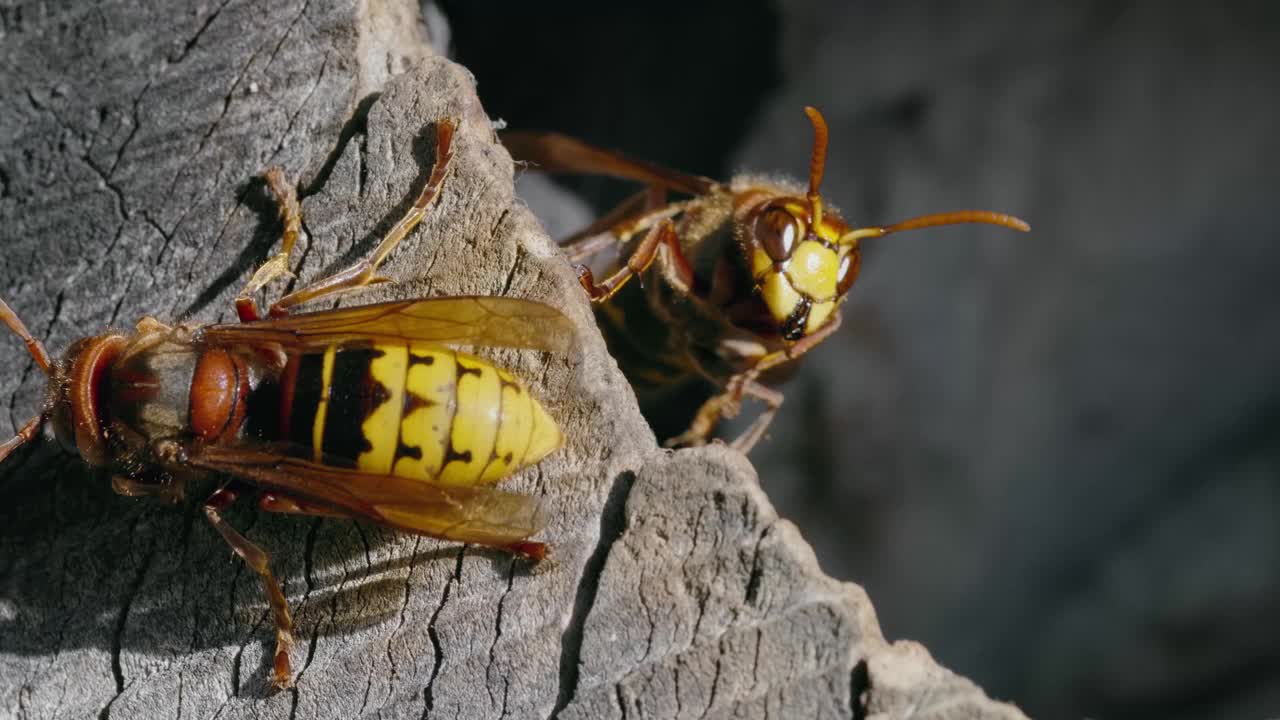 欧洲大黄蜂(Vespa Crabro)在森林里的一个木巢上的微距镜头视频素材