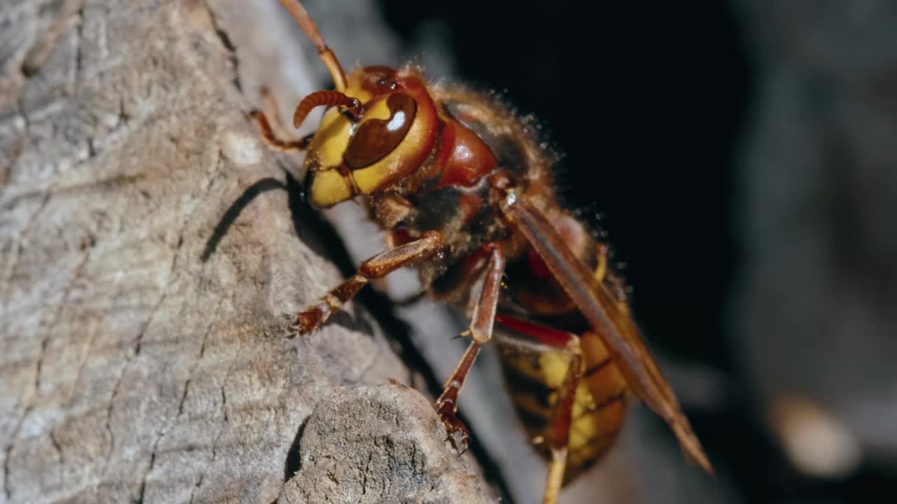 微距镜头下，一只欧洲大黄蜂(Vespa Crabro)走在一个木巢上视频素材