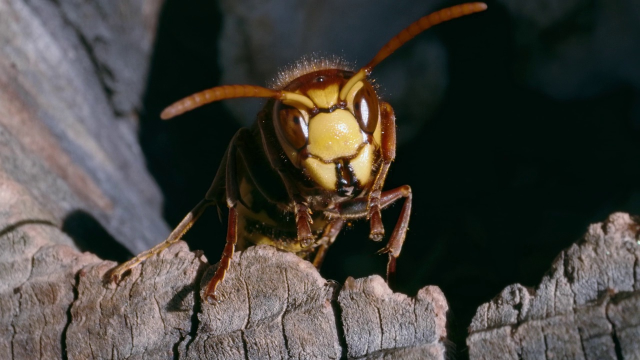 微距肖像的欧洲大黄蜂(Vespa Crabro)站在一个木巢在森林视频素材