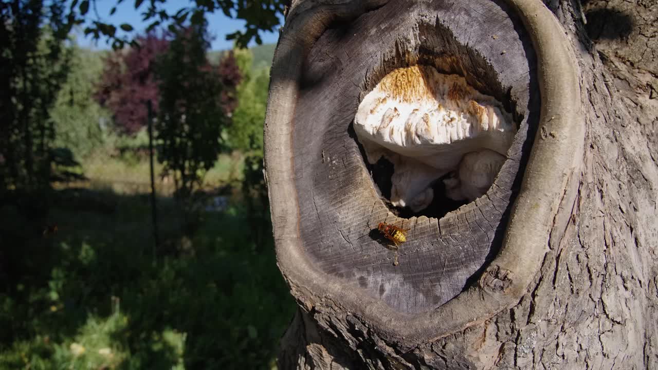 一群欧洲大黄蜂(Vespa Crabro)昆虫在阳光充足的森林里筑巢视频素材