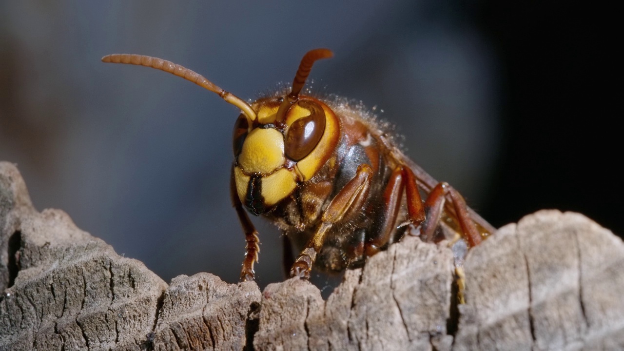 微距拍摄的欧洲大黄蜂(Vespa Crabro)站在一个木巢在森林视频素材