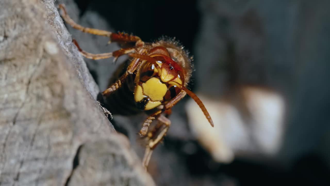 微距拍摄的欧洲大黄蜂(Vespa Crabro)站在一个木巢模糊背景视频素材