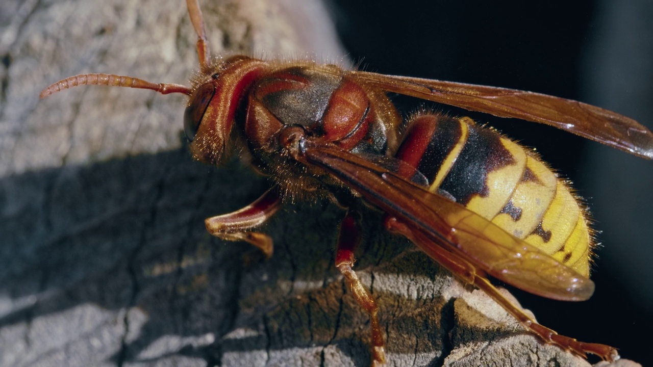 宏观肖像的欧洲大黄蜂(Vespa Crabro)在一个阳光充足的木巢视频素材