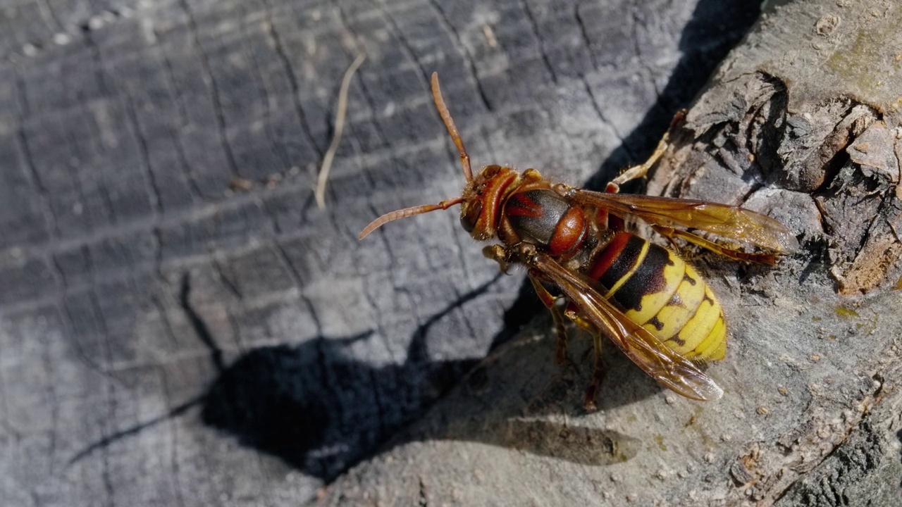 近距离的欧洲大黄蜂(Vespa Crabro)在巢在花园视频素材