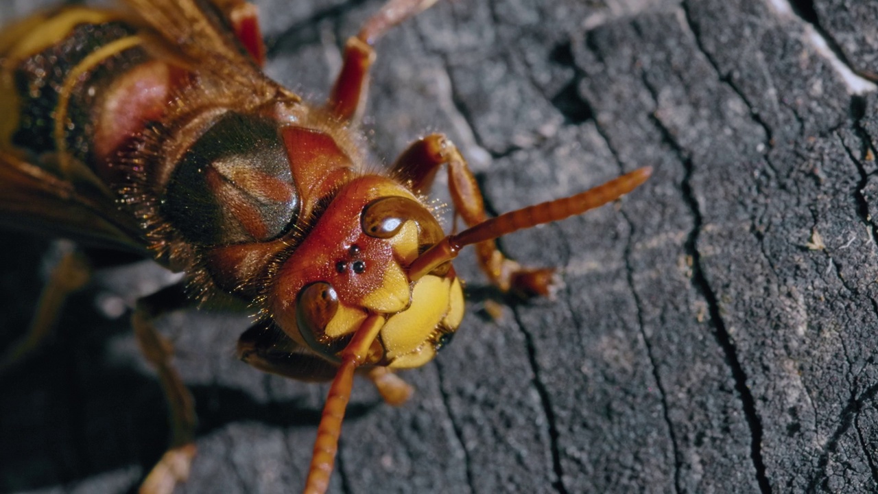 微距拍摄欧洲大黄蜂(Vespa Crabro)在一块木头上吃蚂蚁视频素材