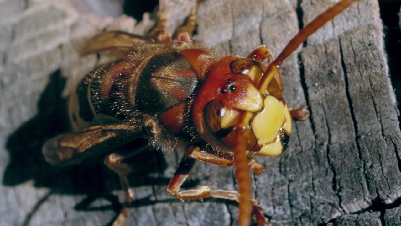 微距拍摄的欧洲大黄蜂(Vespa Crabro)在巢在花园视频素材