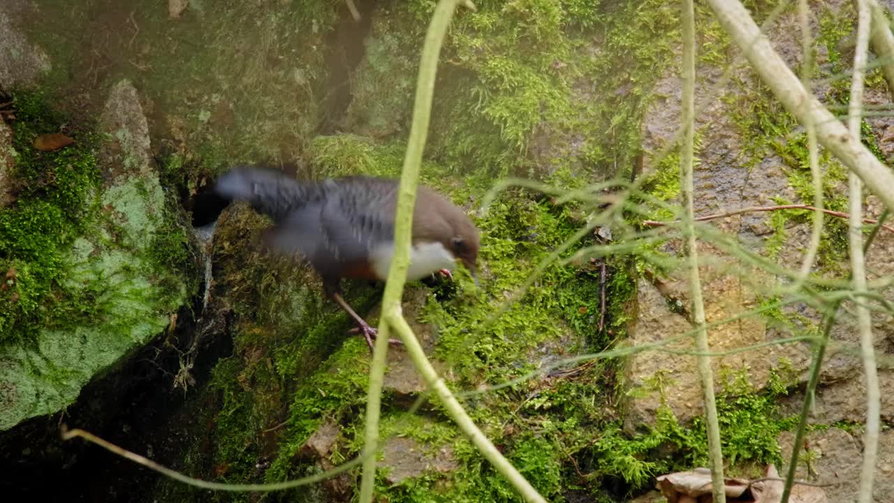 欧洲白喉勺鸟收集植物来筑巢视频素材