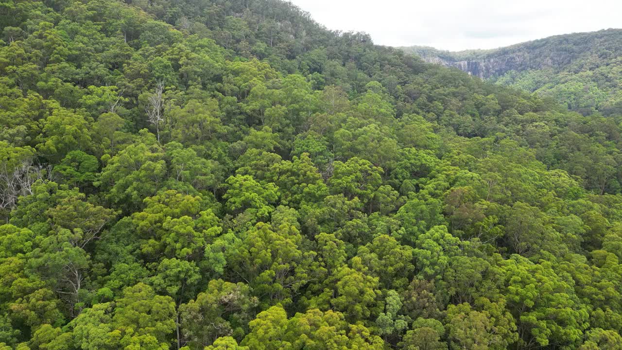 无人机俯瞰斯普林布鲁克国家公园的森林山丘视频素材