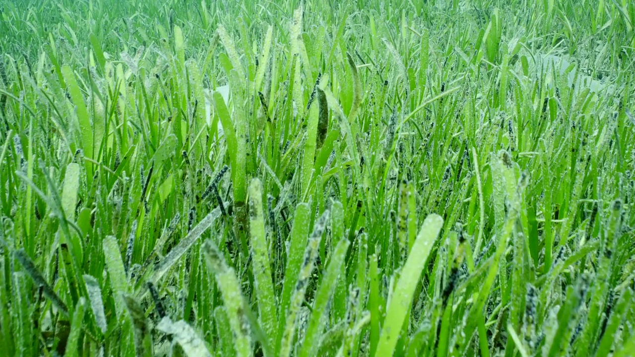 覆盖着镰刀叶Cymodocea海草的海草床特写，慢动作视频素材