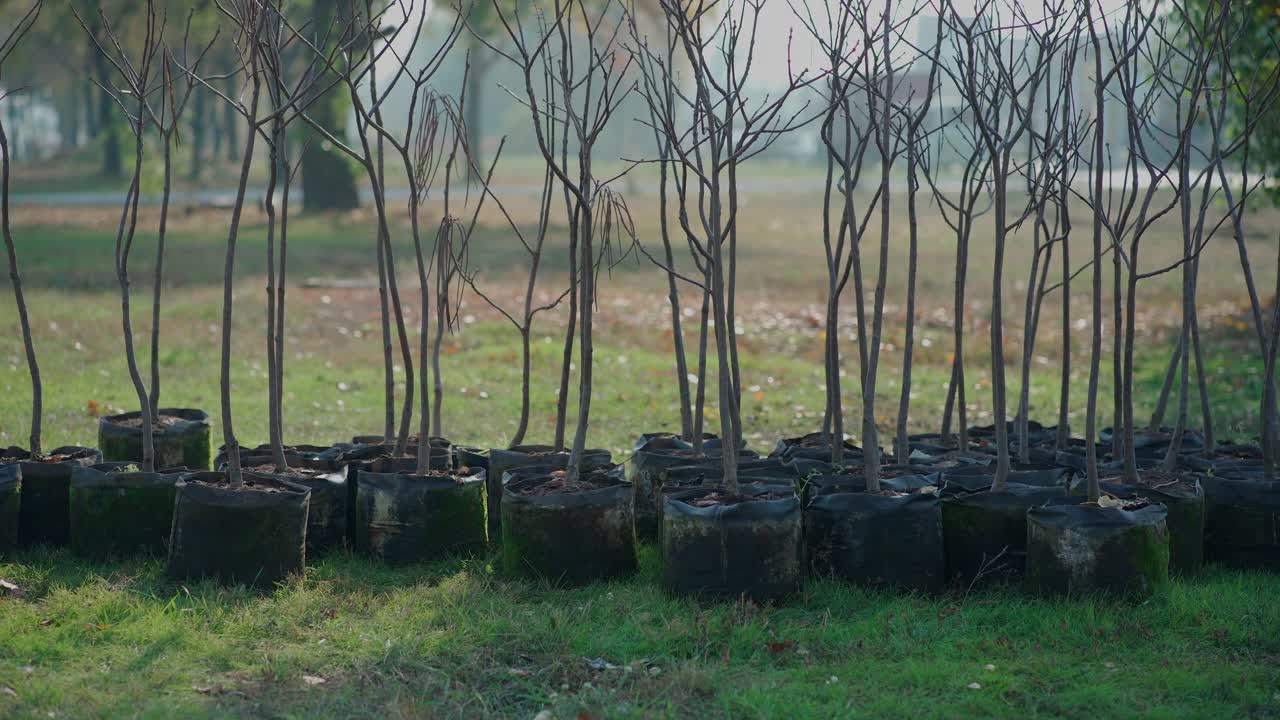 重新造林一套年轻的树干在锅视频素材