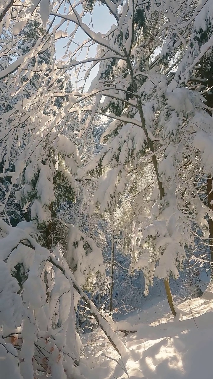 垂直视频美丽的冻结森林与雪树在寒冷的阳光明媚的冬季自然背景视频素材