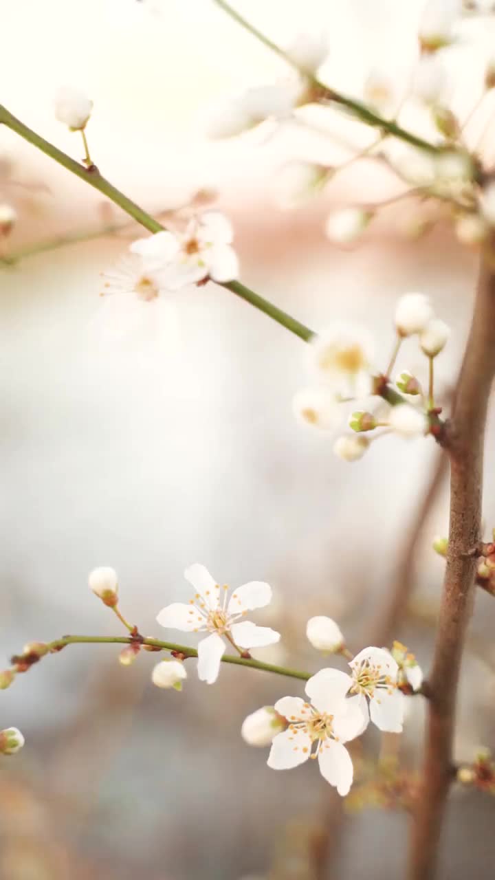 垂直视频开花的白色花朵视频素材