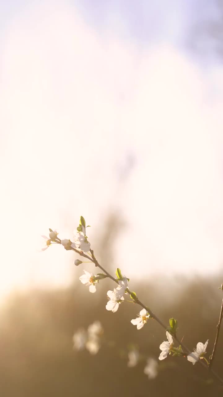 垂直视频开花的白色花朵视频素材