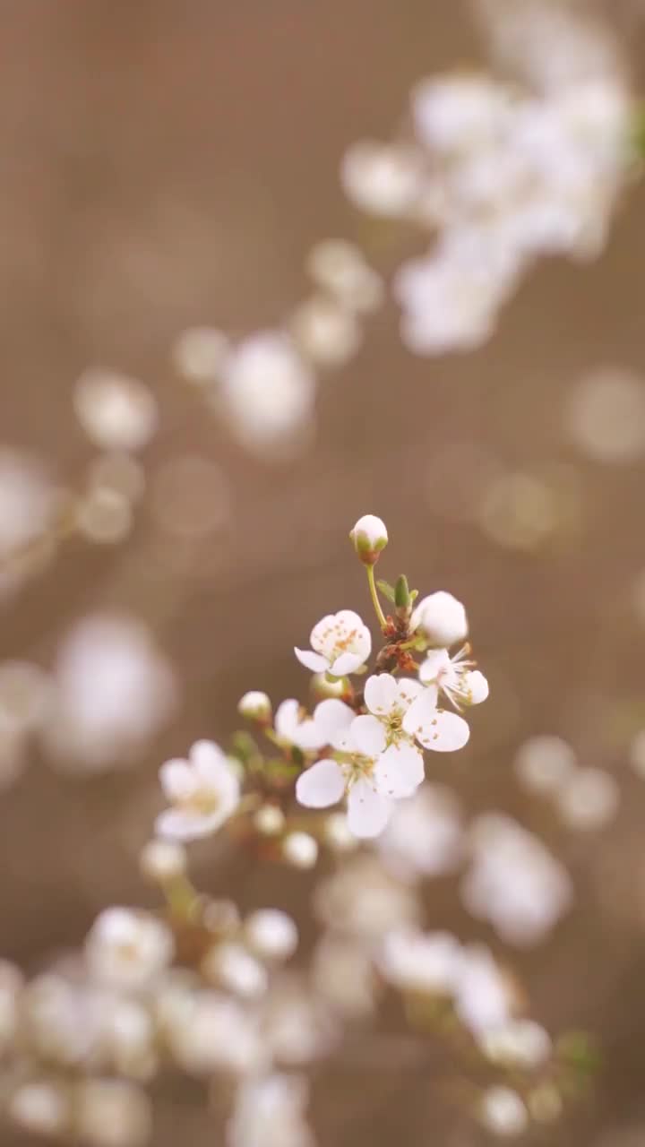 垂直视频开花的白色花朵视频下载