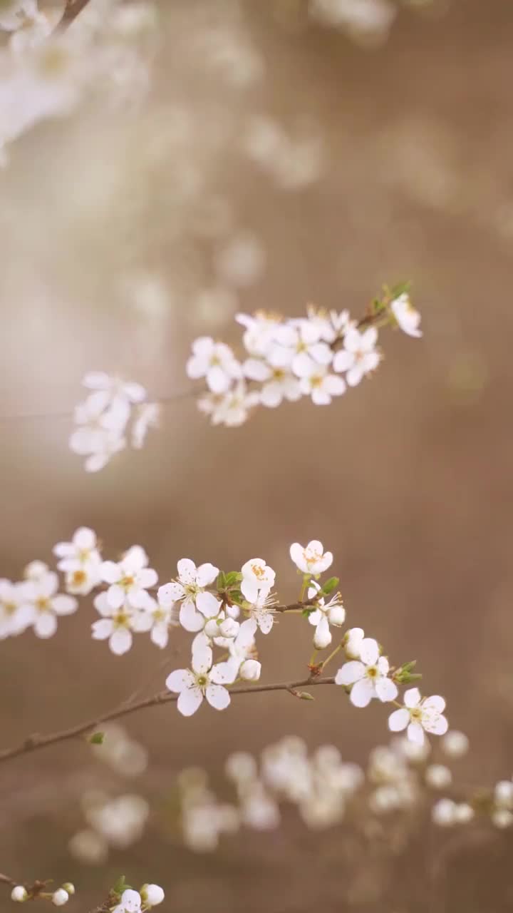 垂直视频开花的白色花朵视频素材