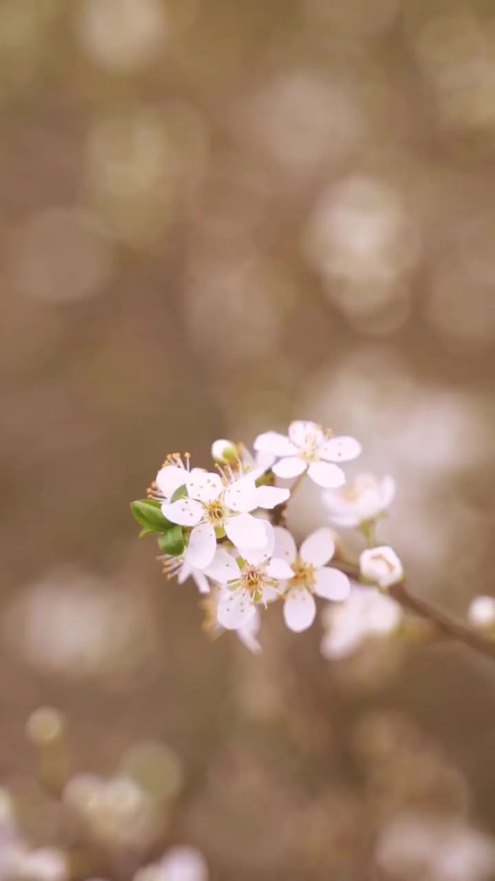 垂直视频开花的白色花朵视频素材