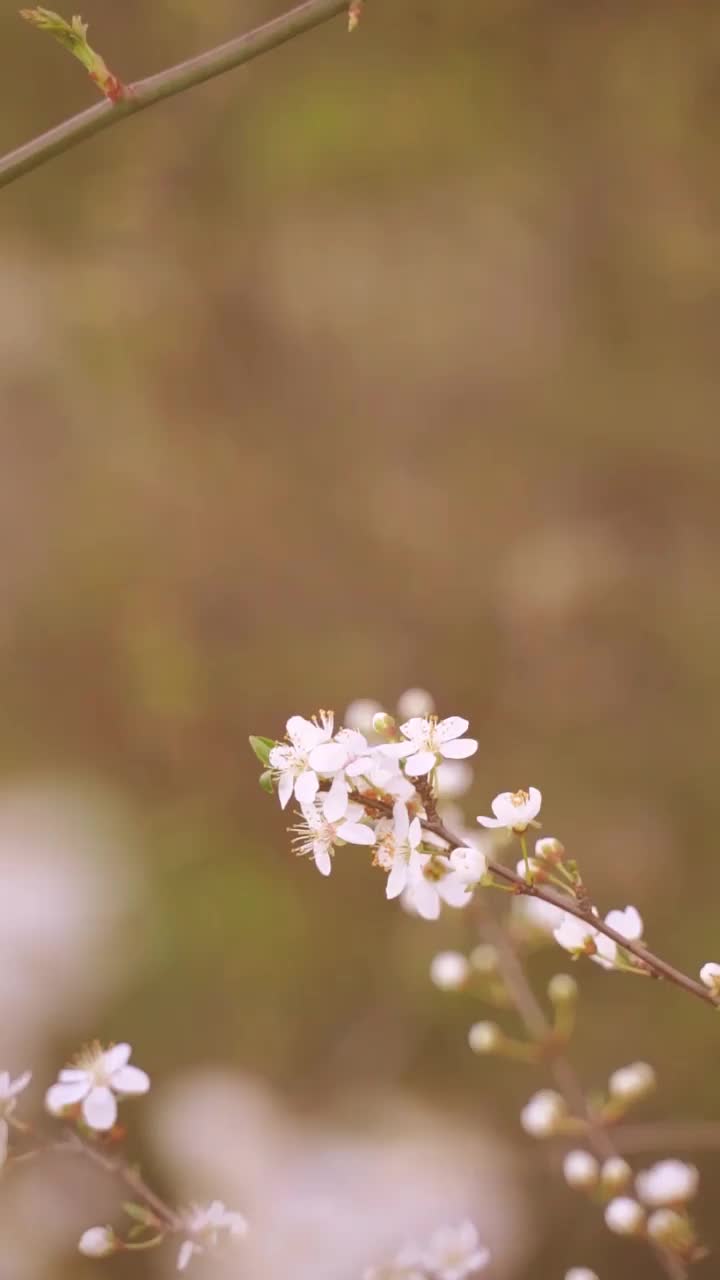 垂直视频开花的白色花朵视频素材