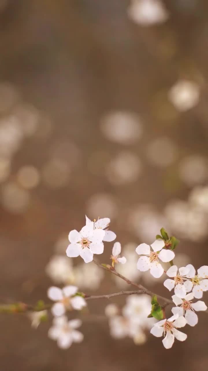 垂直视频开花的白色花朵视频下载