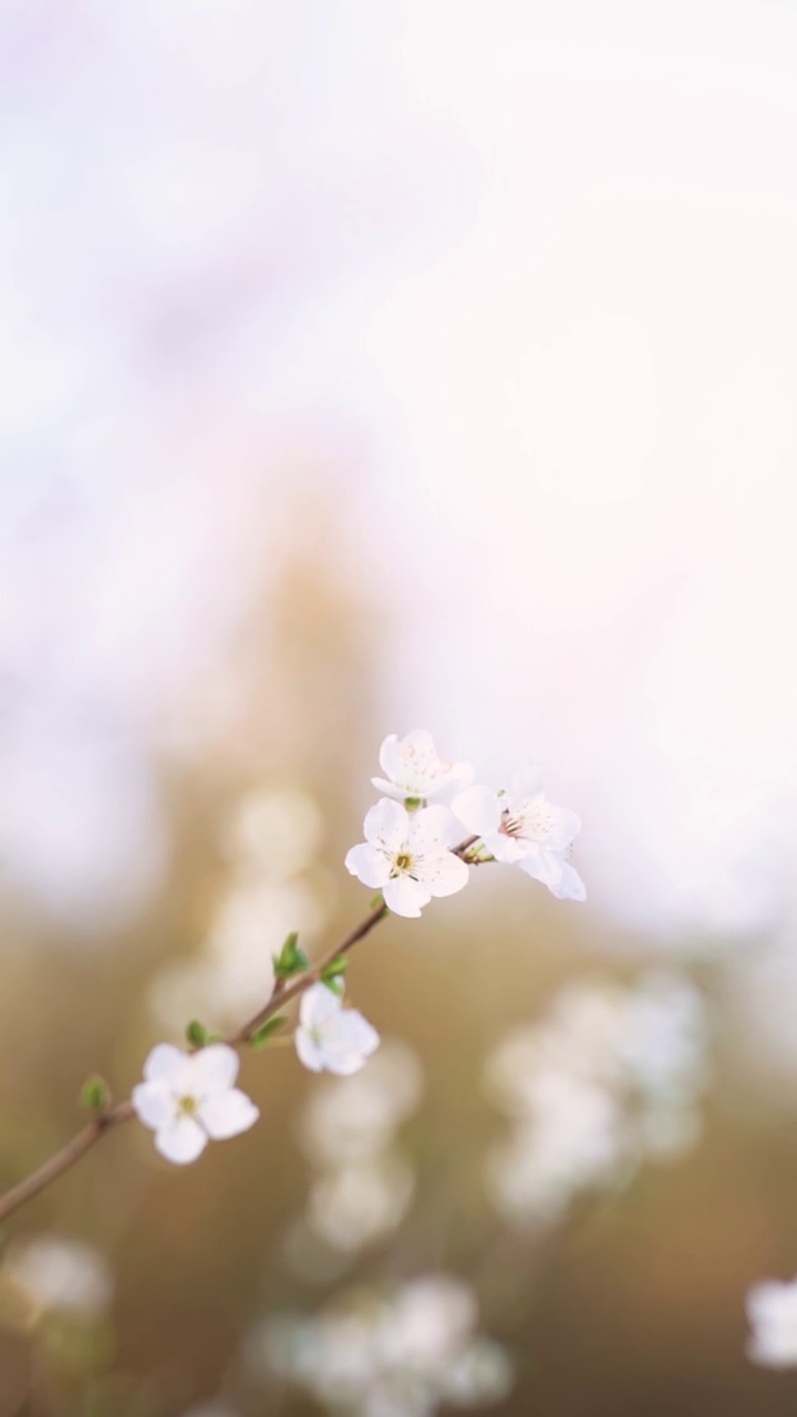 垂直视频开花的白色花朵视频素材