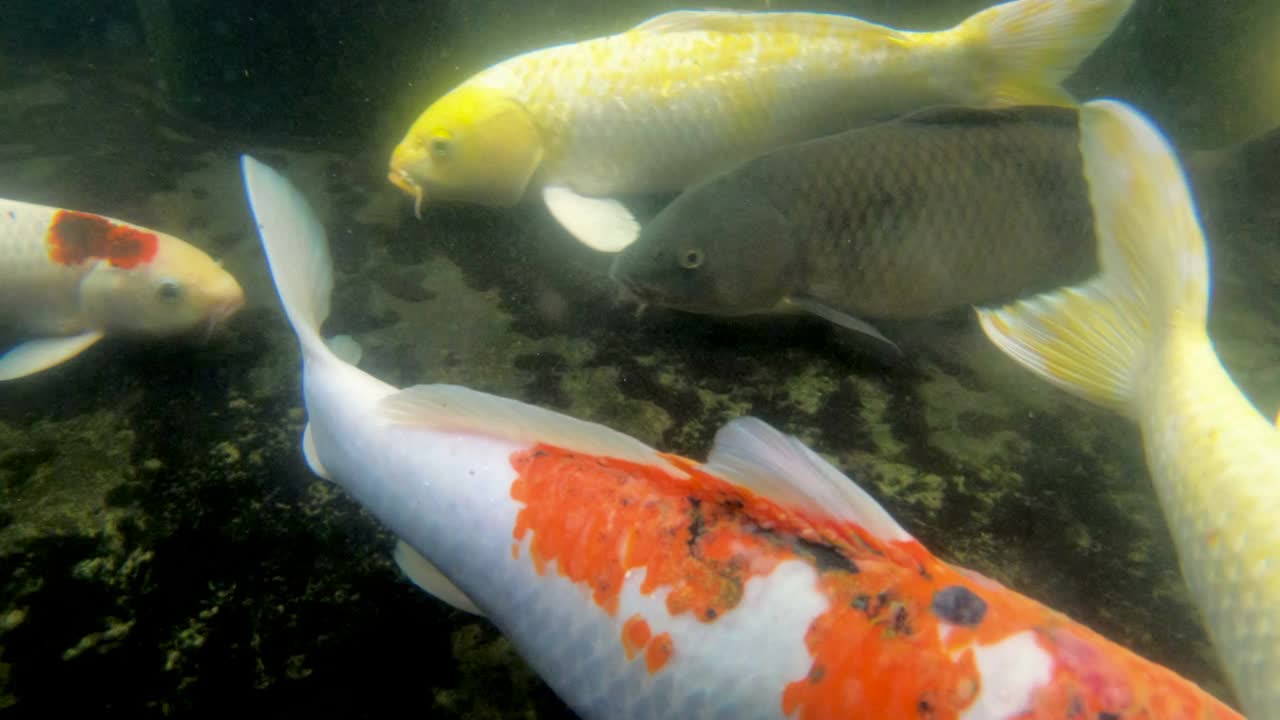 池塘里的锦鲤视频下载