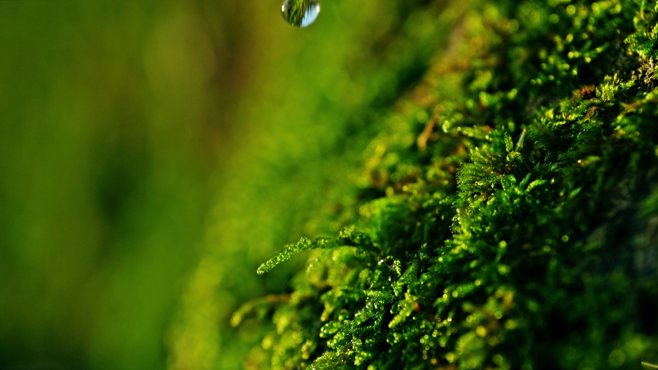 极近距离雨滴落在生机勃勃的绿色苔藓上视频素材