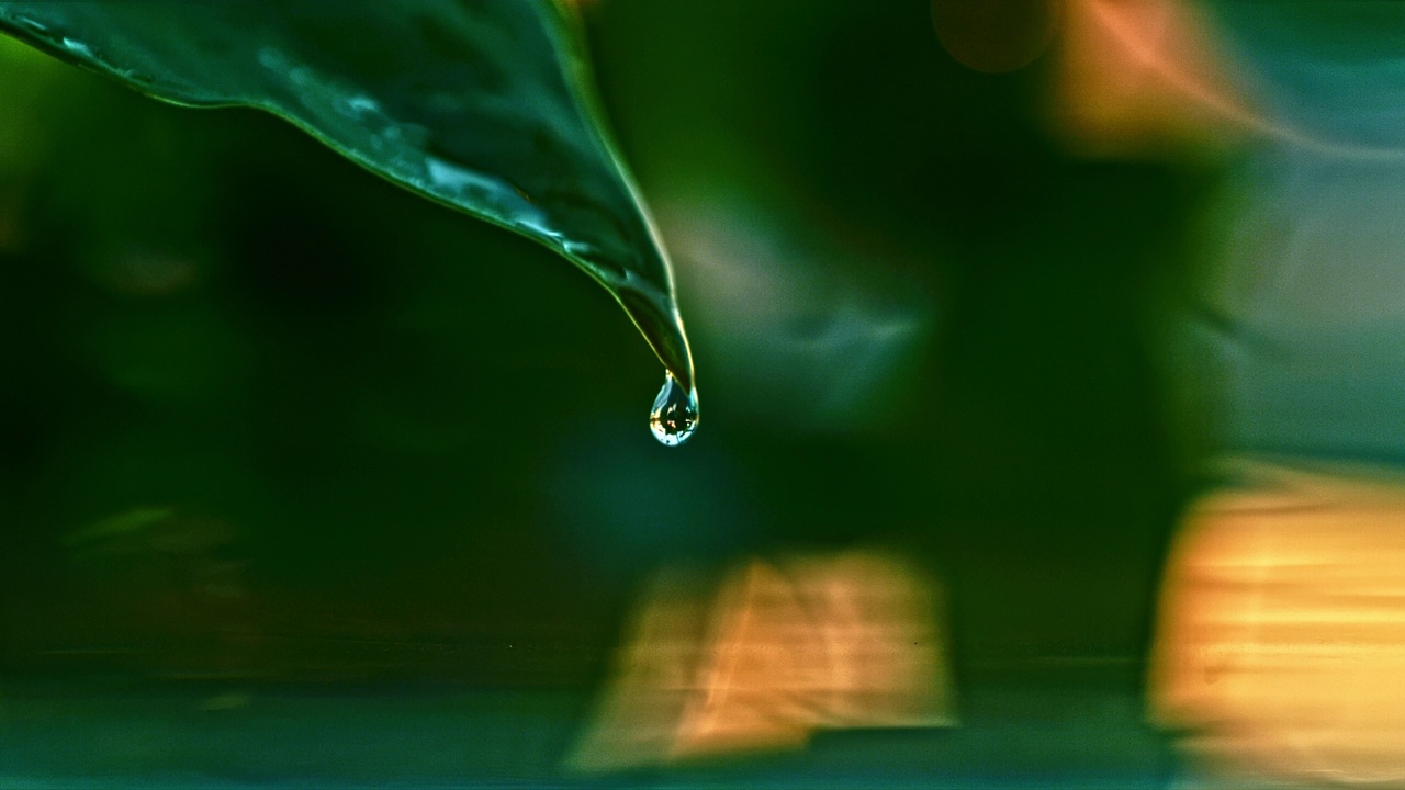 慢镜头特写从新鲜的绿叶上落下的雨滴。雨点从新鲜的绿叶落在水面上反射视频素材