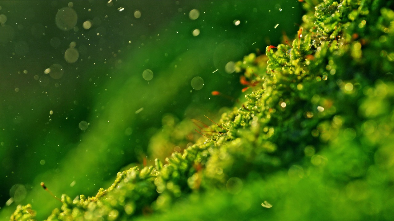 超慢镜头特写雨滴落在生机勃勃的绿色苔藓上视频下载