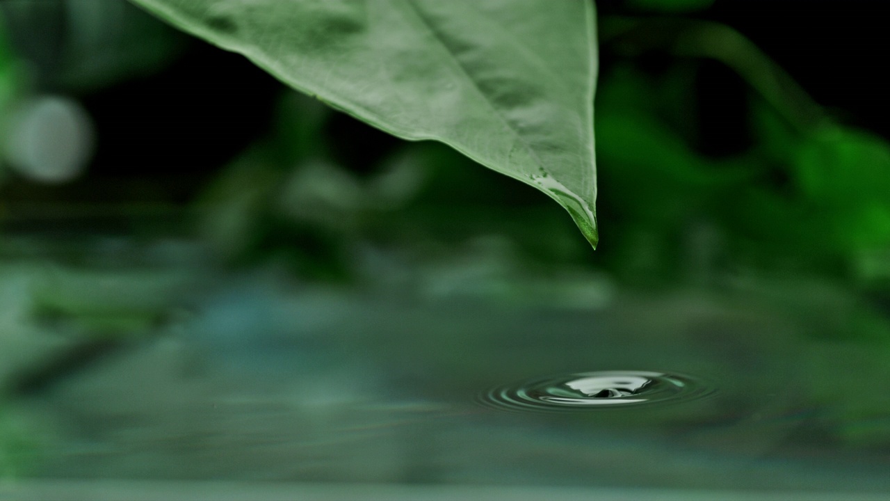 水滴从绿叶上落下，荡漾着水面视频素材