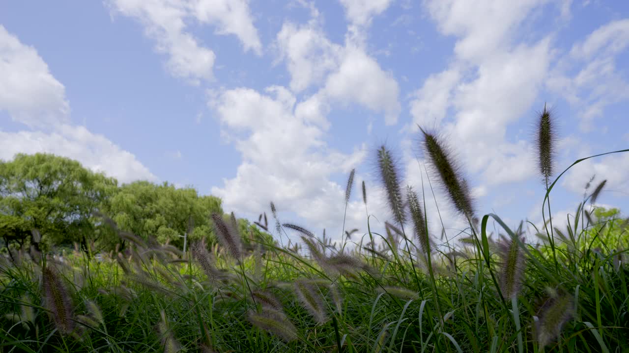 韩国京畿道南杨州市茶山水边公园的绿毛草(狗尾草)自然风光视频素材