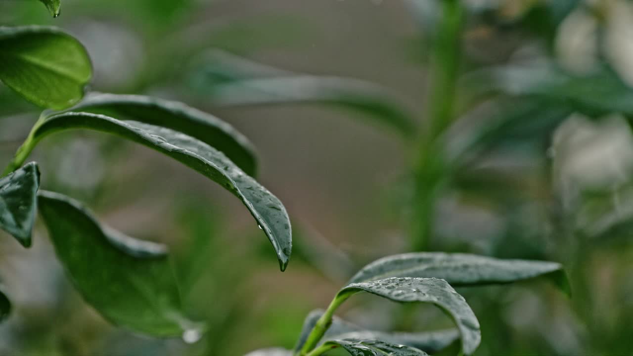 让雨滴落在绿色植物上的速度加快。暴雨视频素材