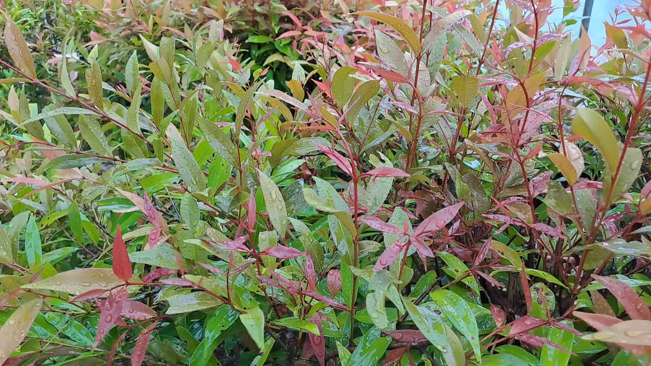 雨滴落在绿叶上视频下载