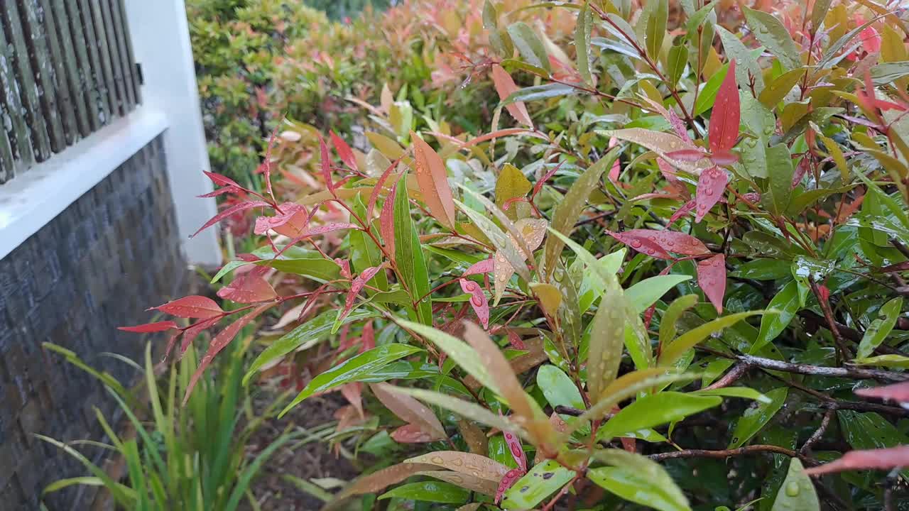 雨滴落在绿叶上视频下载