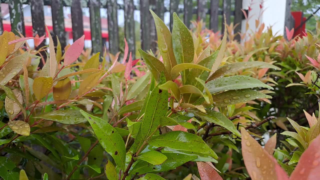 雨滴落在绿叶上视频下载