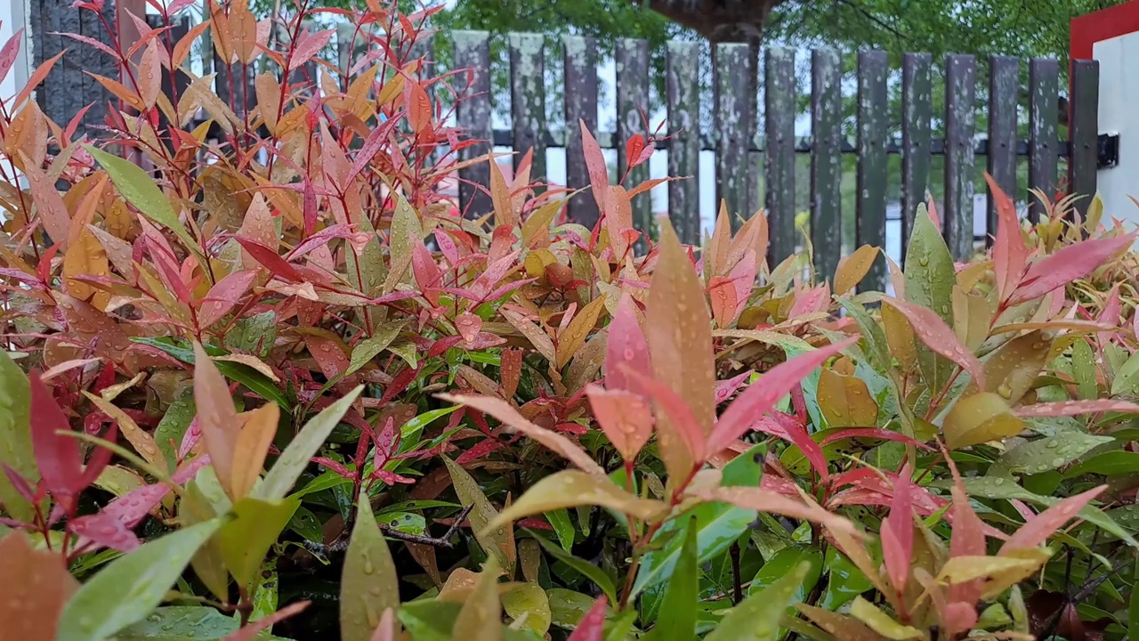 雨滴落在绿叶上视频下载