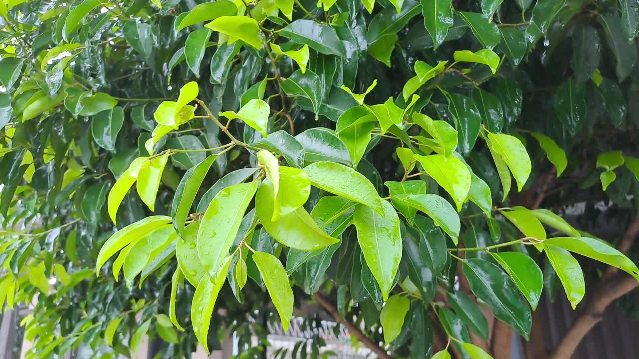 雨滴落在绿叶上视频下载