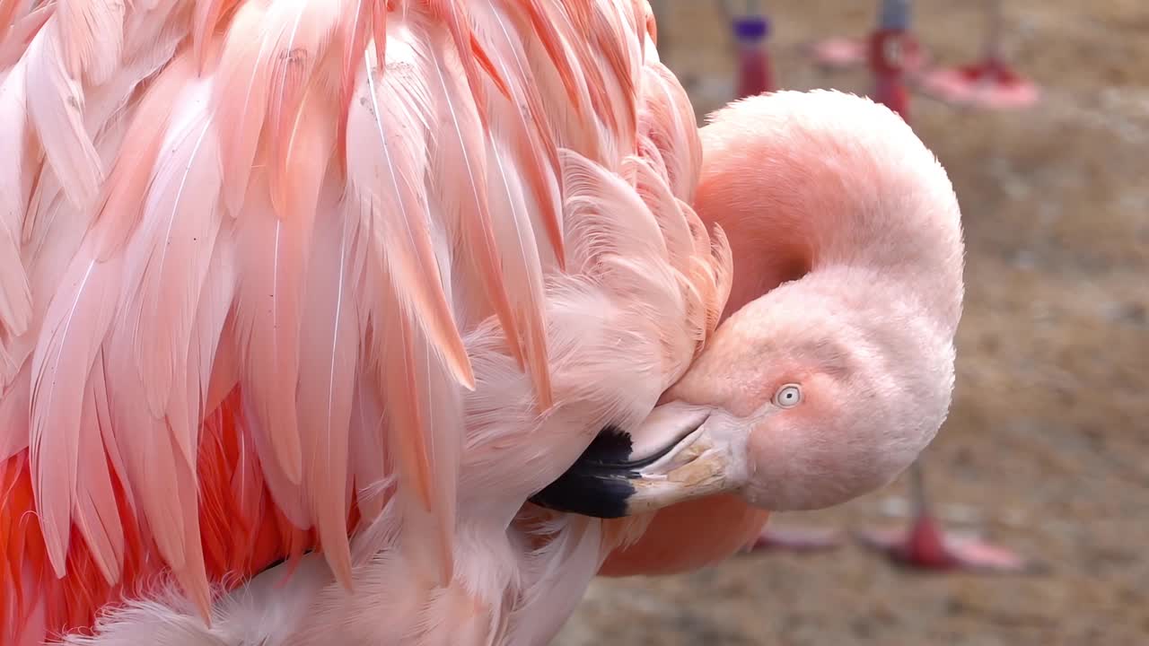 近距离观察一只智利火烈鸟。Phoenicopterus chilensis视频素材