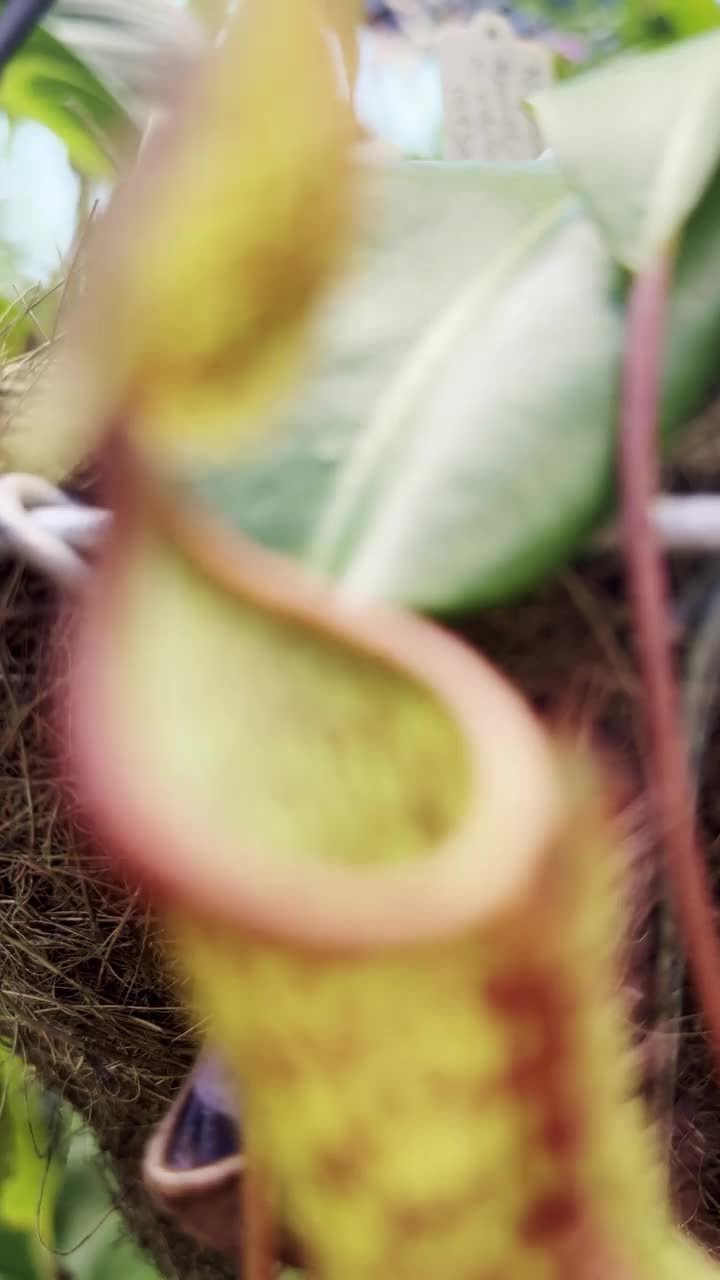 Tropical Pitcher Plant – Nepenthes视频素材