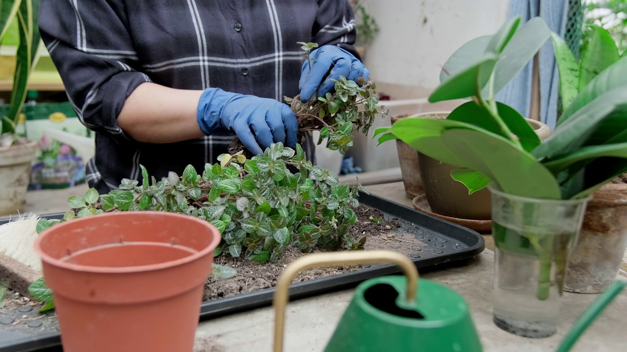 花匠照料植物。园丁移植植物。室内花卉种植视频素材