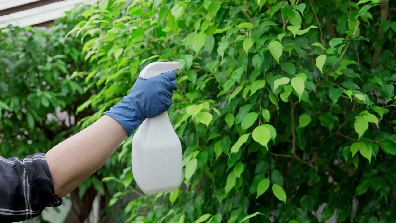 女人在室内浇水。植物生长。园丁在花园里喷洒植物视频素材