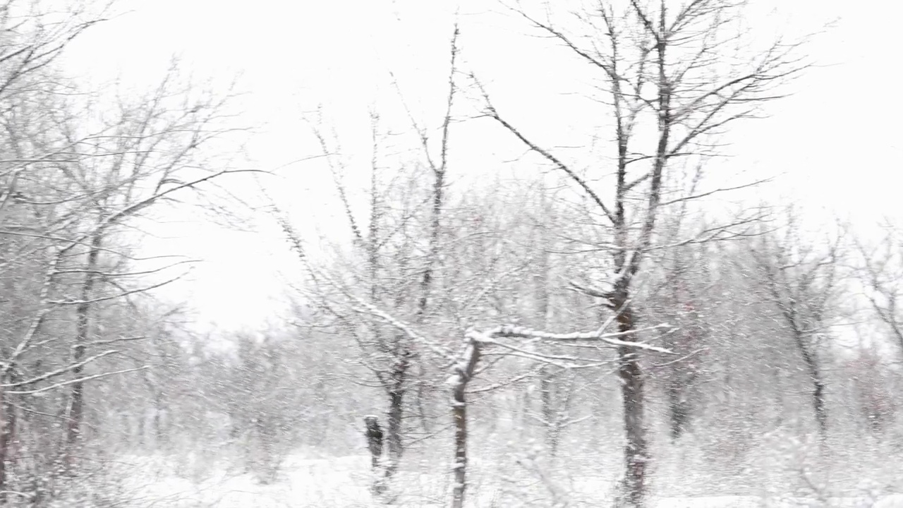 冬天公园里的雪树视频素材