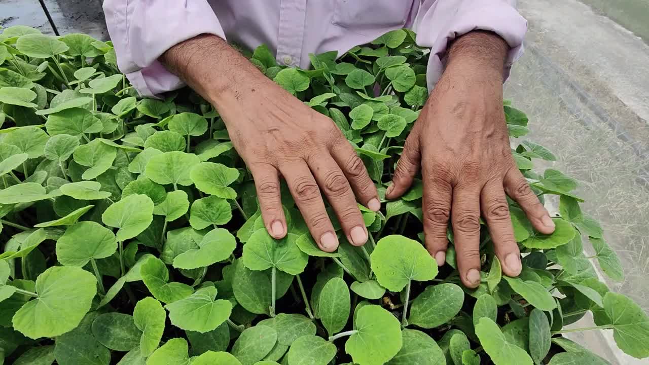 植物苗圃护理视频下载