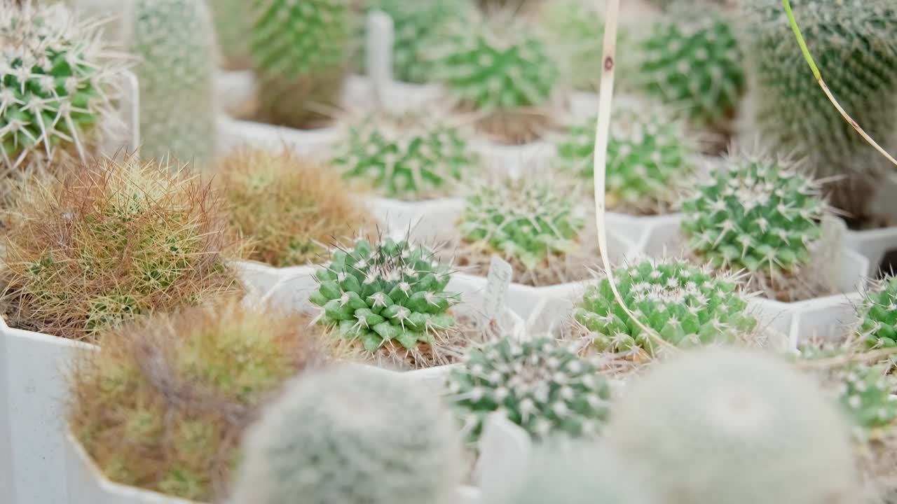 室内盆栽多肉植物。仙人掌托儿所。各种不同大小的仙人掌视频素材